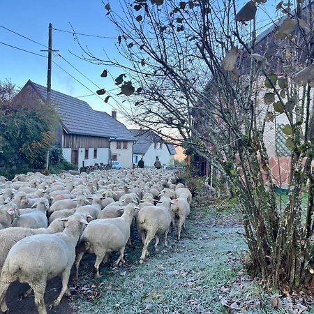 Gite De Montagne -Bellefosse Alsace Exteriör bild