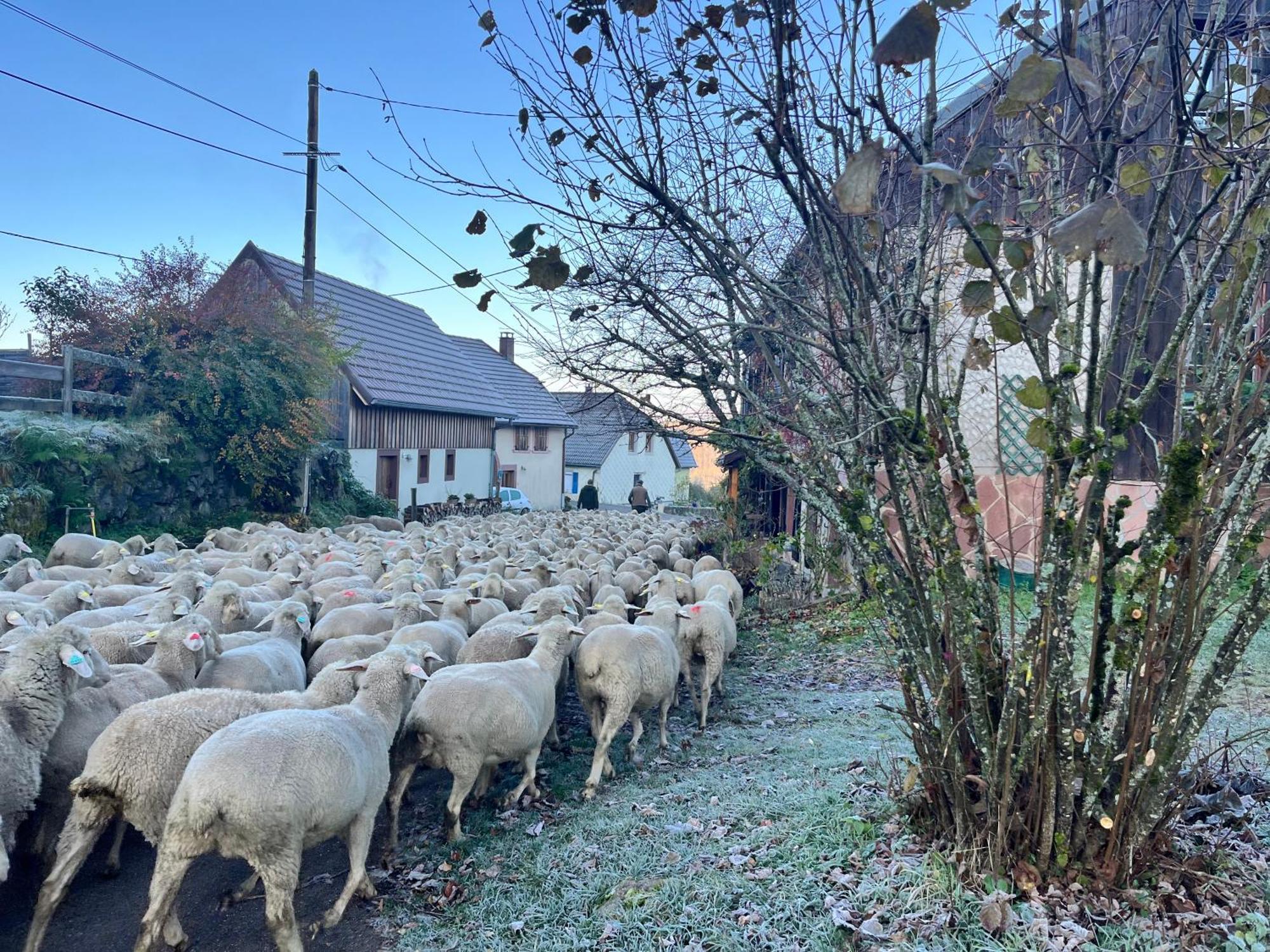 Gite De Montagne -Bellefosse Alsace Exteriör bild